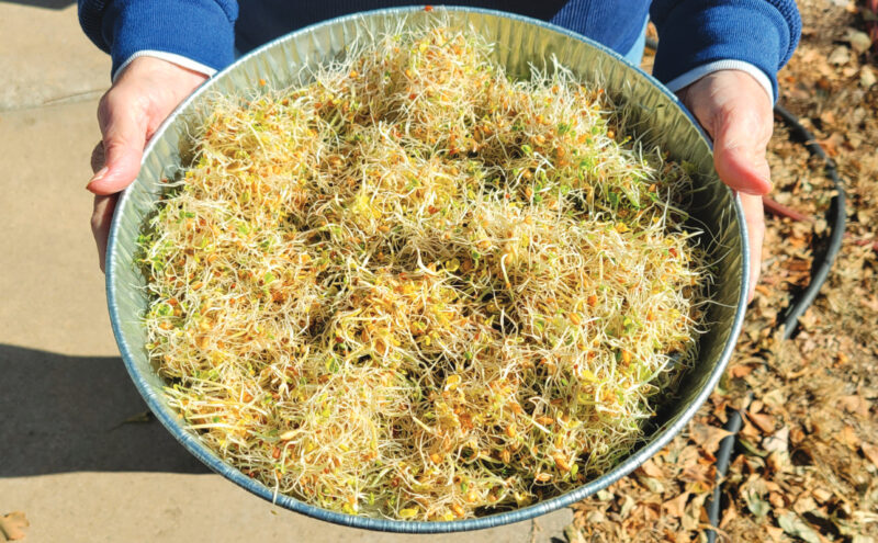 How to Grow Fodder Image
